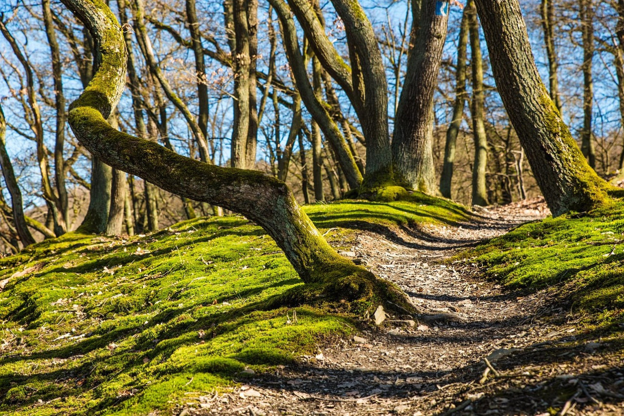 men hiking group trail forest